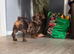 5 month old miniature dachshund