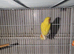 Lovebirds