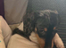 Miniature dachshund 16 weeks old