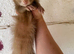 Full angora cinimon Jill