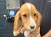 Fox red working cocker spaniel puppies 4 boys & 2 girls