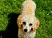 Toy poodle female