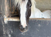 Very pretty welsh x mare 13.3 to make 14 hands