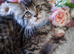 Reduced pure bred Mainecoon kittens ready now
