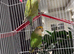 Pair of love birds with cage