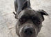 Cane corso 2 years old