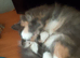 Cat for sale