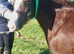 13h cob LWVTB/ sale