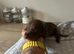 Stunning Isabella KC registered Doberman puppies