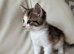 Kittens for sale