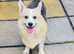 Corgi bitch for sale kc registered