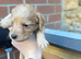 Cockapoo puppies