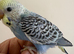 baby budgies