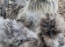 Silkie hatching eggs