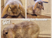 Mini lop kits to reserve.vetchecked&vaccinated