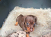 Miniature dachshund