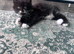 Three gorgeous kittens looking for their forever homes!