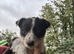 Collie pups from working parents
