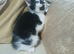 One little calico girl left