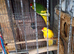 Kakarikis for sale