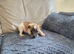 Jackrussel boy for sale