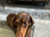 Dachshund boy