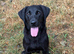 Labrador puppy