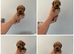 frenchie cross cockapoo pups.