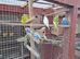 Budgies for sale.....