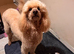 Fantastic Goldendoodle babies!