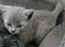 Beautiful british shorthead very loving kittem