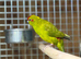 Kakariki parrot