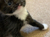 Gorgeous kittens for sale