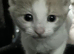 TABBY TUXEDO KITTENS FOR SALE