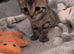 Female tabby kitten 5 weeks (ready in 3 weeks )