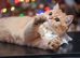 British Shorthair STUD (not for sale)