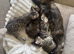 Kittens for sale