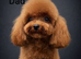Adorable Asian red toy poodles