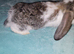 Giant French lop baby rabbits