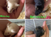 Baby boy fancy mice for sale