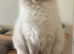 Ragdoll female kitten