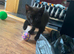 1 black male kitten for sale