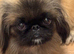 Magnificent Pekingnese sleeve female sable 2 years