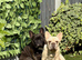 Female big rope French bulldog