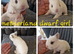 Netherland dwarf babies available for reserve