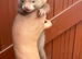 Full angora baby ferret cinimon