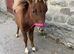 Miniature Shetland filly