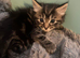 Fluffy Kittens