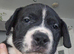 Beautiful sharpei x American bulldog puppies