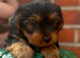 3 Beautiful boys available